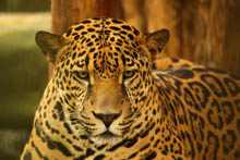 Jaguar 8
